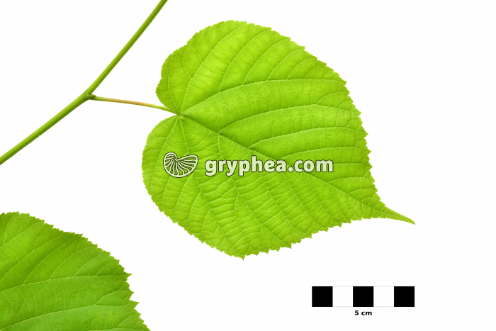 Tilleul - feuille sur fond blanc (Tilia grandifolia) - gryphea.org